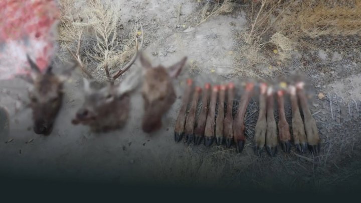 В Каракалпакстане уничтожили трёх краснокнижных оленей