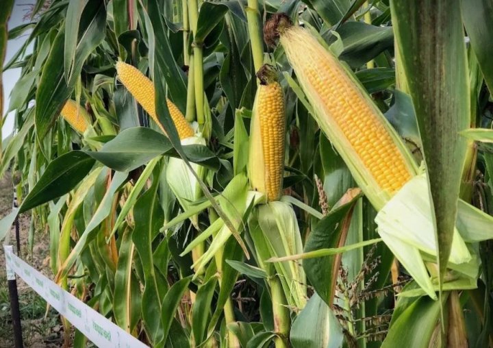 Украина для Узбекистана создала новый сорт кукурузы