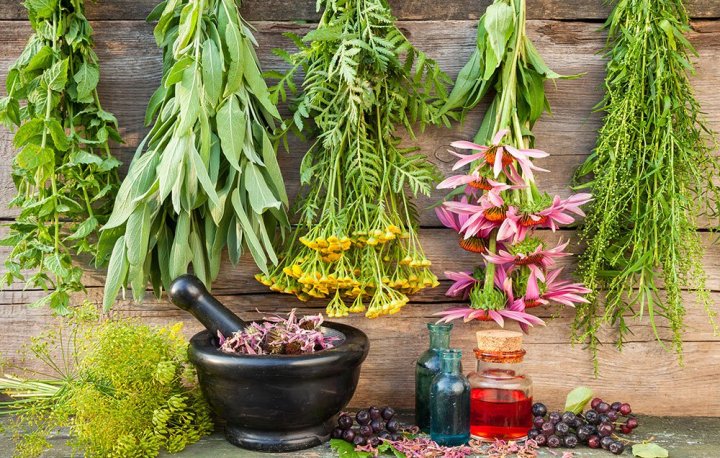 В Ташобласти начали производить лекарственные травы и медикаменты из виноградных косточек