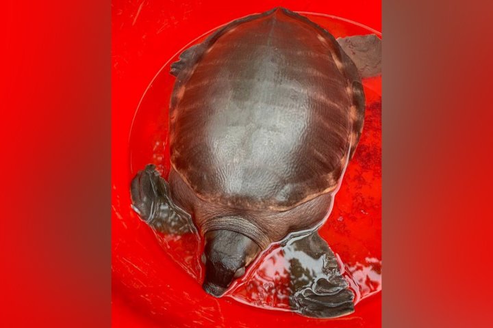 В одной из частных клиник Ташкента содержали черепаху в ужасных условиях