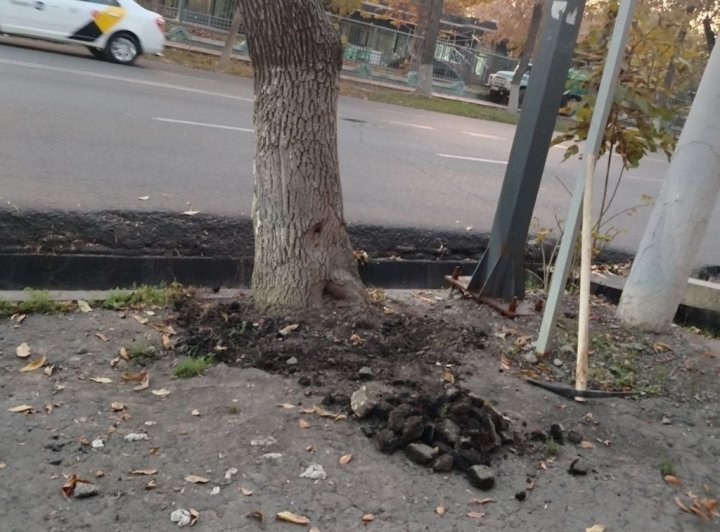 В Ташкенте активисты начали своевольно освобождать деревья от бетона