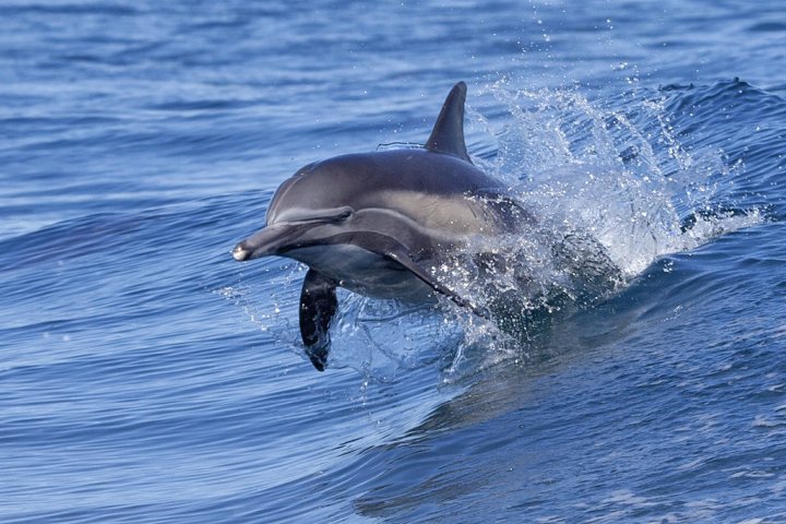 Одинокий дельфин в Балтийском море приковал внимание мировых ученых