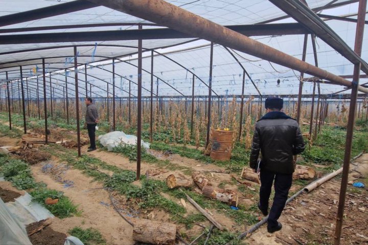 В Ташкенте теплицам, которые загрязняют воздух, предписали сменить оборудование
