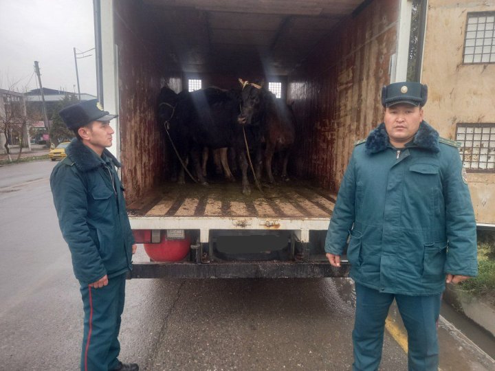 В Джизаке двое граждан украли 5 голов крупного рогатого скота