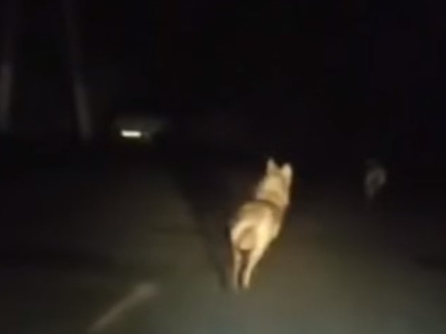 В населенных пунктах Сурхандарьинской области обнаружены волки