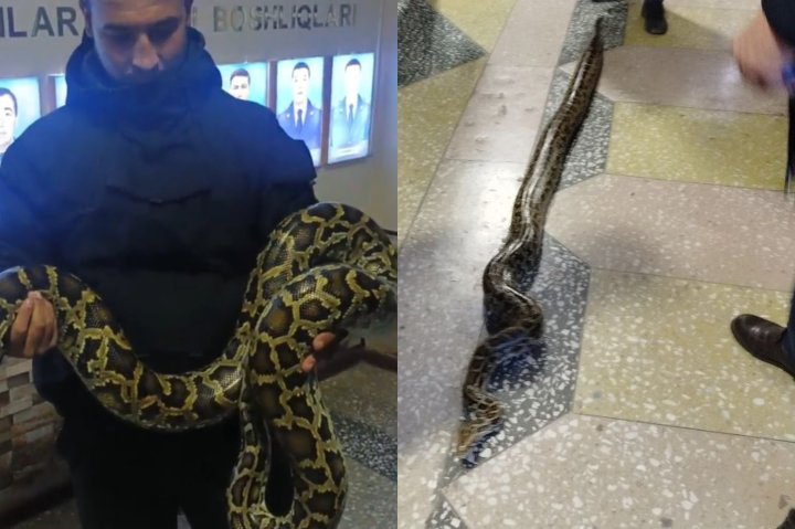 Житель Самаркандской области незаконно держал дома краснокнижного тигрового питона