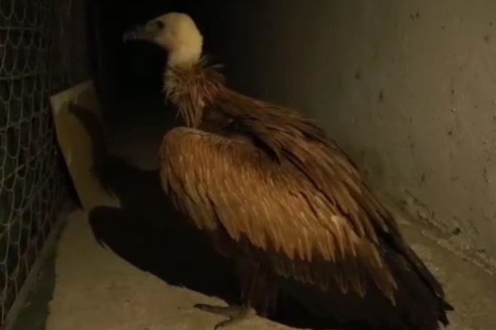 В Самаркандской области спасли раненого снежного грифа — видео