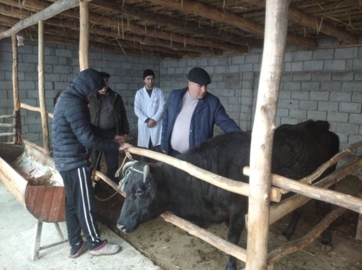 Комитет ветеринарии и развития животноводства опроверг сообщения о массовой гибели скота в Ферганской области