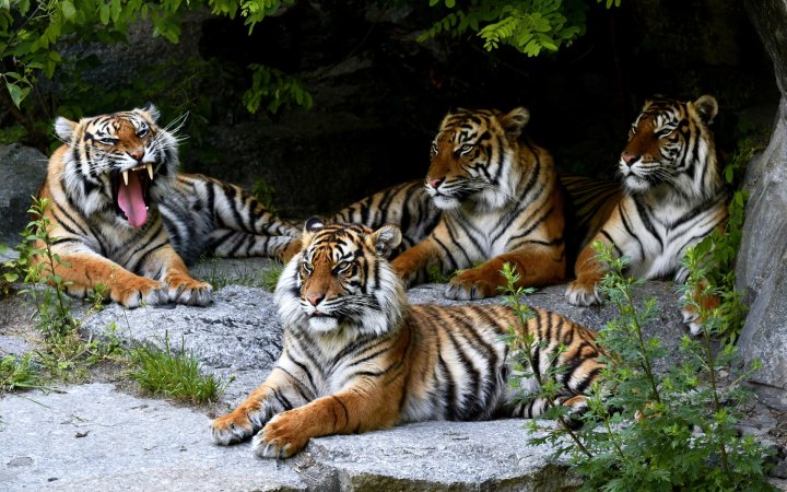 В Узбекистане ужесточили наказание за содержание диких животных