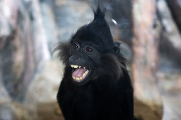 В Ташкентском зоопарке чёрный мангобей получил травму