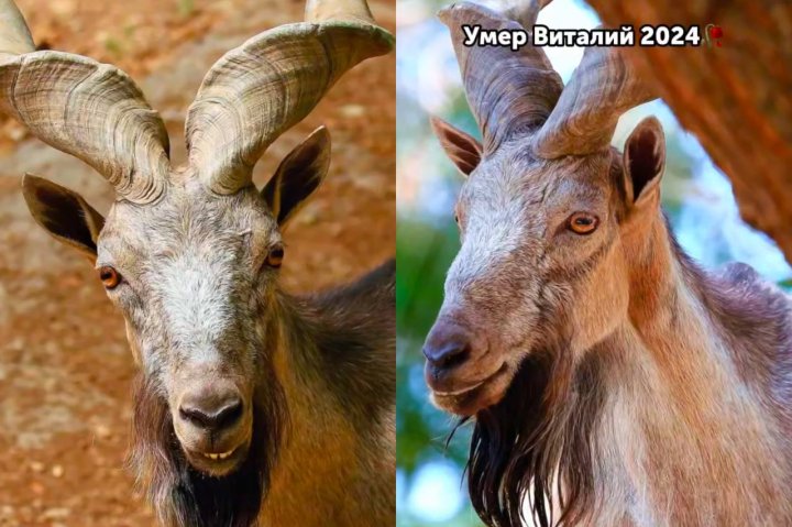 В Ташкентском зоопарке умер козёл Виталий — видео