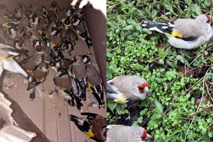 В Узбекистан пытались незаконно ввезти 40 седоголовых щеглов