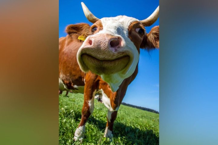 В Узбекистане насчитали 5 миллионов коров