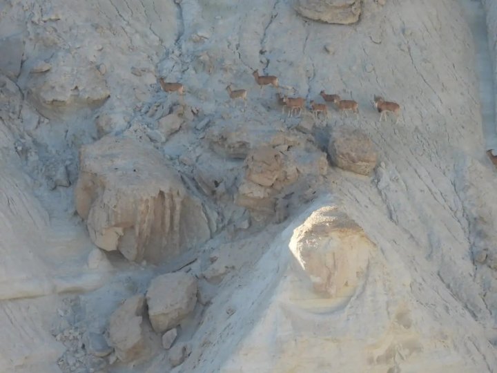 Группа устюртских баранов покорила обрывистый уступ