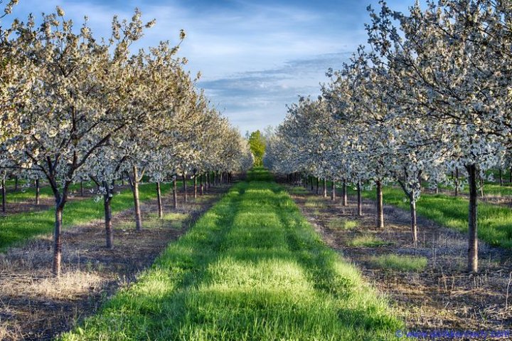 Индустриальный сад появится в Сурхандарьинской области до конца 2025 года