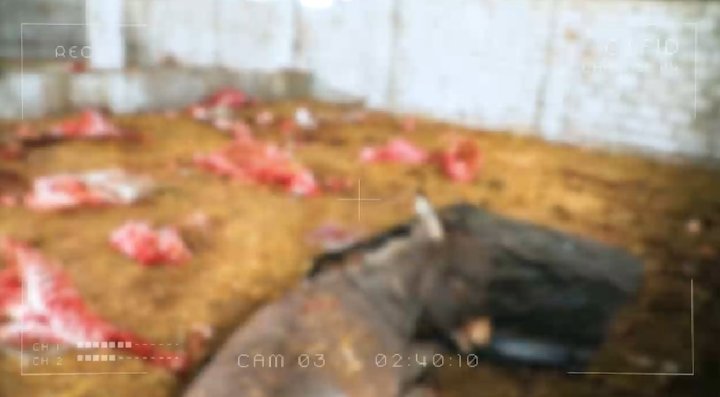 В Ташкентской области неизвестные лица сбросили в воду туши мёртвых ослов - видео