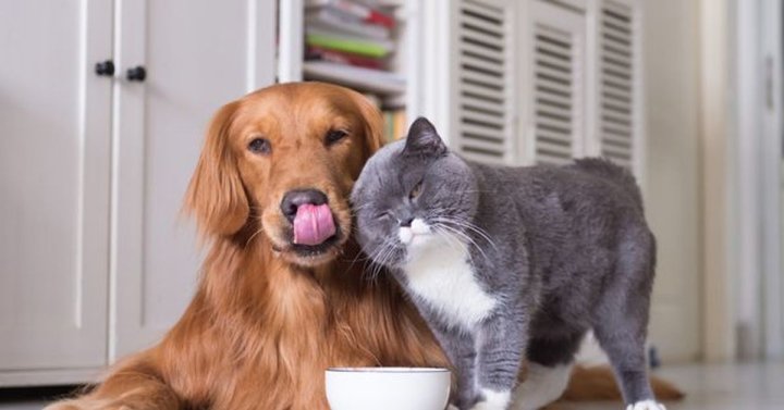 В Узбекистане ужесточили требования по содержанию животных — подробнее