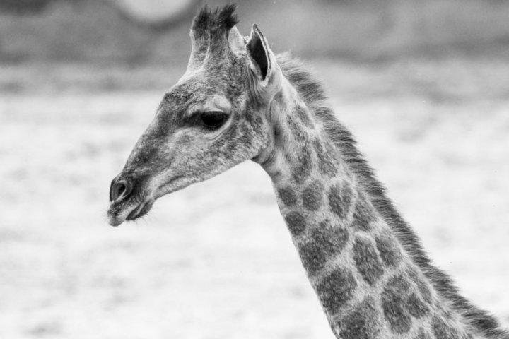 В Ташкентском зоопарке умер жираф