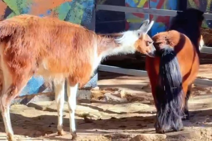 В Ташкентском зоопарке появились новые обитатели — видео