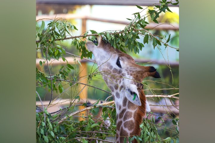 В зоопарке Ташкента борются за жизнь жирафа