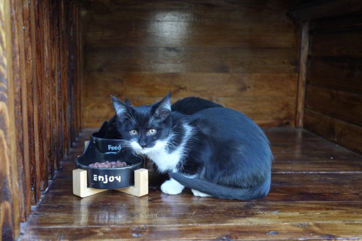 В Ташкентском аэропорту появились котодомики