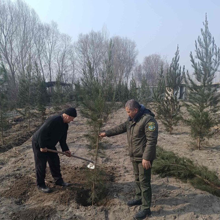 Жителю Ферганской области пришлось посадить 223 дерева за незаконную вырубку двух деревьев
