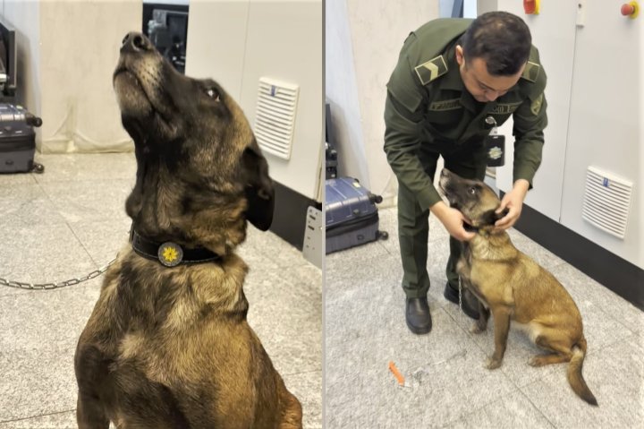 В Ташкенте ещё один четвероногий помощник награждён особым знаком