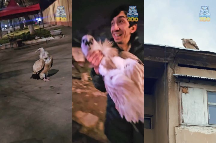 Гриф Гоша, который отправился в «самостоятельное путешествие» вернулся в Ташкентский зоопарк — видео