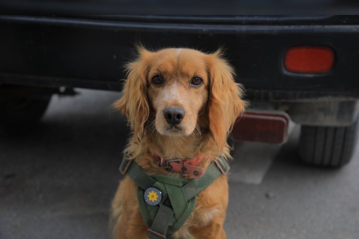 В Узбекистане 14 служебных собак наградили за борьбу с контрабандой