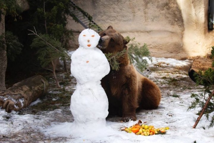 Ташкентский зоопарк временно закрыт из-за снегопада