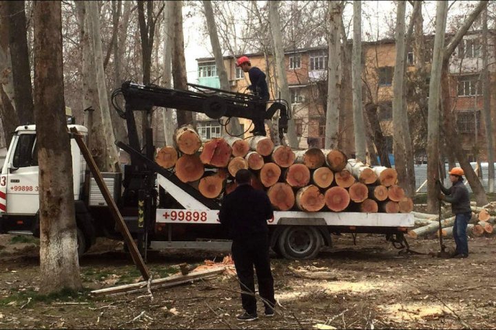 Стало известно, сколько деревьев срубили в Узбекистане с начала 2025 года