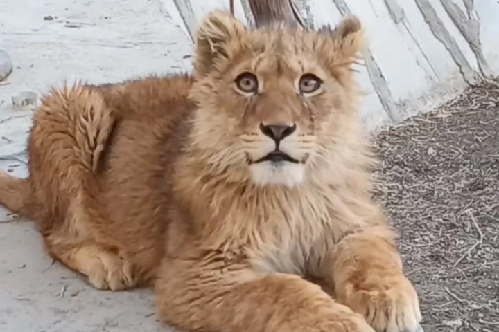 Житель Бухары незаконно содержал дома маленького львёнка