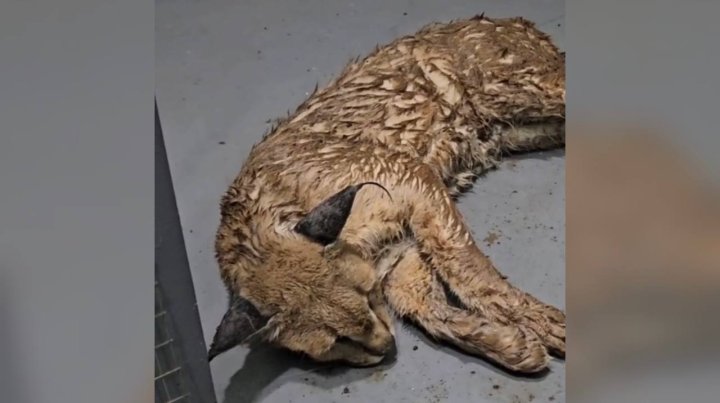 В Ташкенте заметили редкого хищника — видео