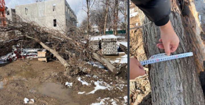 В Ташкенте экологи изучили ситуацию со срубленными деревьями на стройплощадке «Golden House»