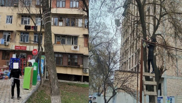 В Ташкенте экологи принимают меры в отношении лиц, которые вешают осветительные приборы на деревья