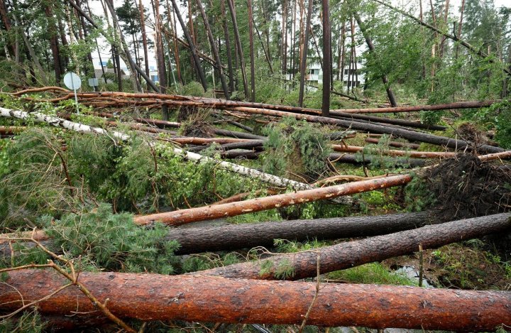 В Бухаре пересадят свыше 1,8 тысячи деревьев — видео