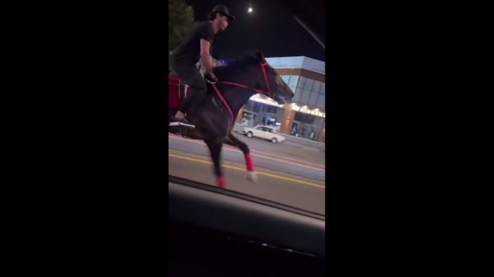 В Ташкенте устроили гонку между лошадью и автомобилем — видео