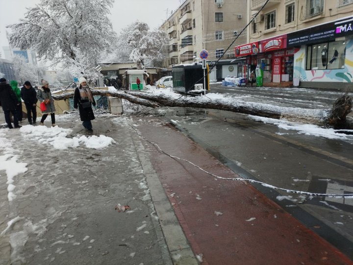 В Ташкенте назвали причину падения деревьев