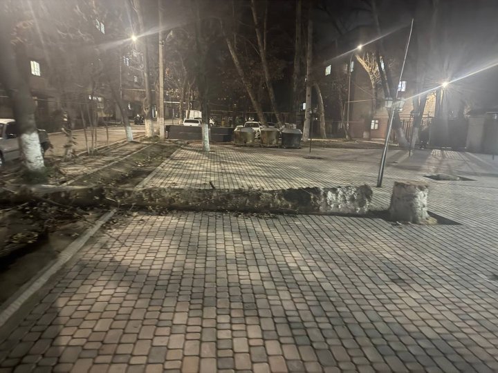 Экологи выявили в Учтепинском районе дерево, которое было спилено неизвестным гражданином