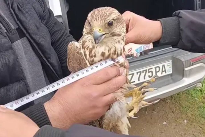 В Кашкадарье предотвратили продажу хищной птицы