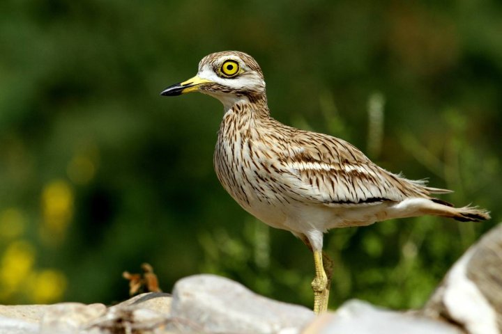 В Фергане пресекли незаконную продажу дикой птицы