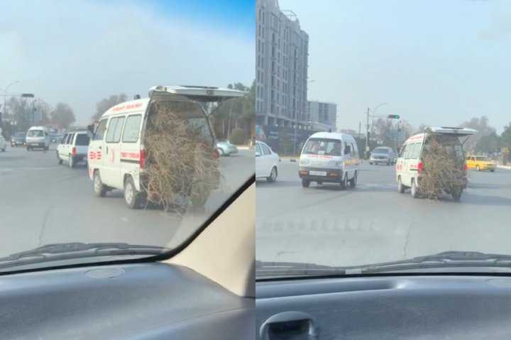 В Коканде водитель перевозил саженцы вместо больных — видео