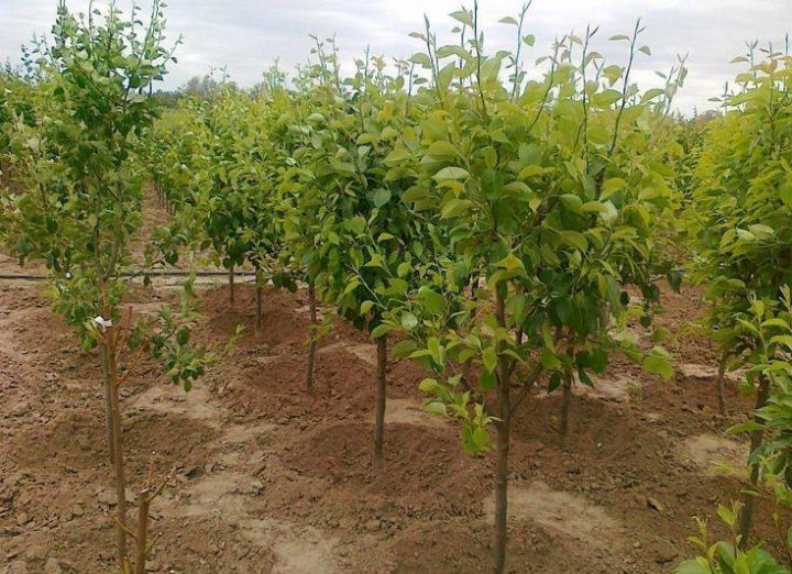 В Узбекистане планируется высадить 125 миллионов саженцев