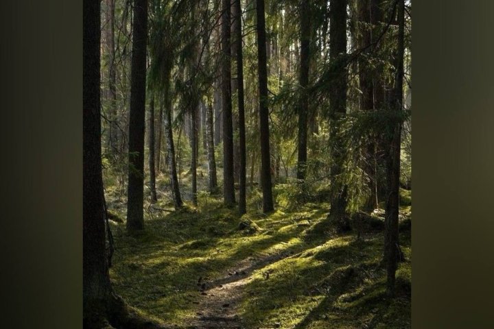 Мир потерял 420 млн га леса за последние 30 лет