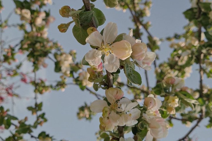 Опубликован прогноз погоды на 17-19 марта в Узбекистане