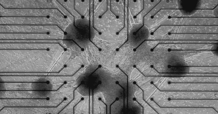 В Австралии создали компьютер из клеток мозга человека