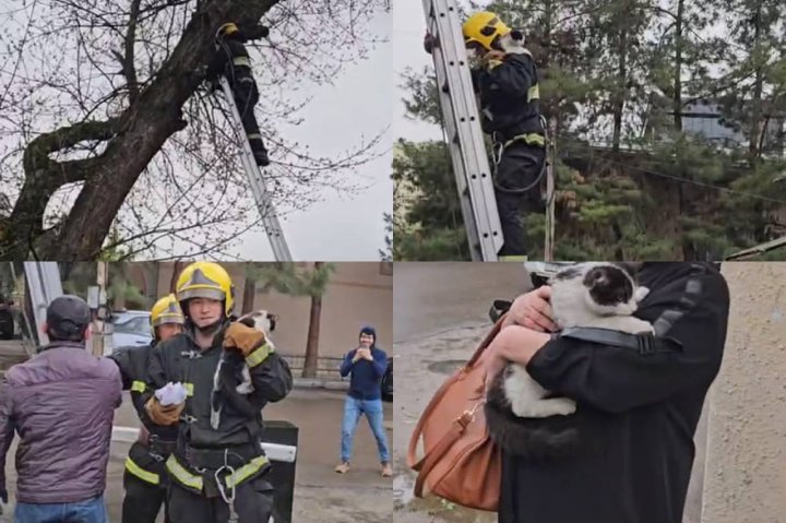 Хвостатые истории: МЧС Узбекистана приходит на помощь пушистым друзьям — видео