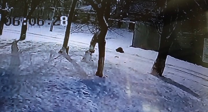 Информация об убитом бездомными собаками мужчине в Ташкенте оказалась фейком