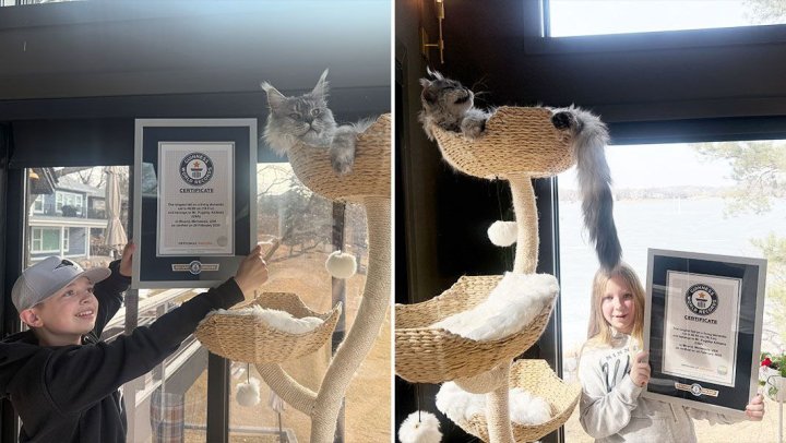 Кот из США установил рекорд по длине хвоста
