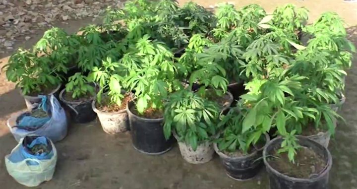 Житель Джизака хранил в своём доме более 1,2кг марихуаны и занимался выращиванием каннабиса